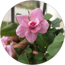 Lakshmi profile picture